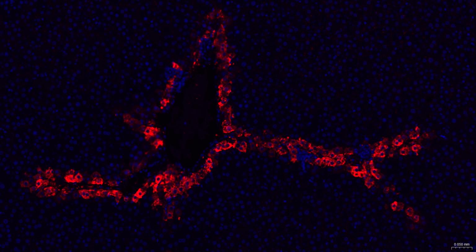 谷氨酰胺合成酶/谷氨酸氨连接酶重组兔单抗