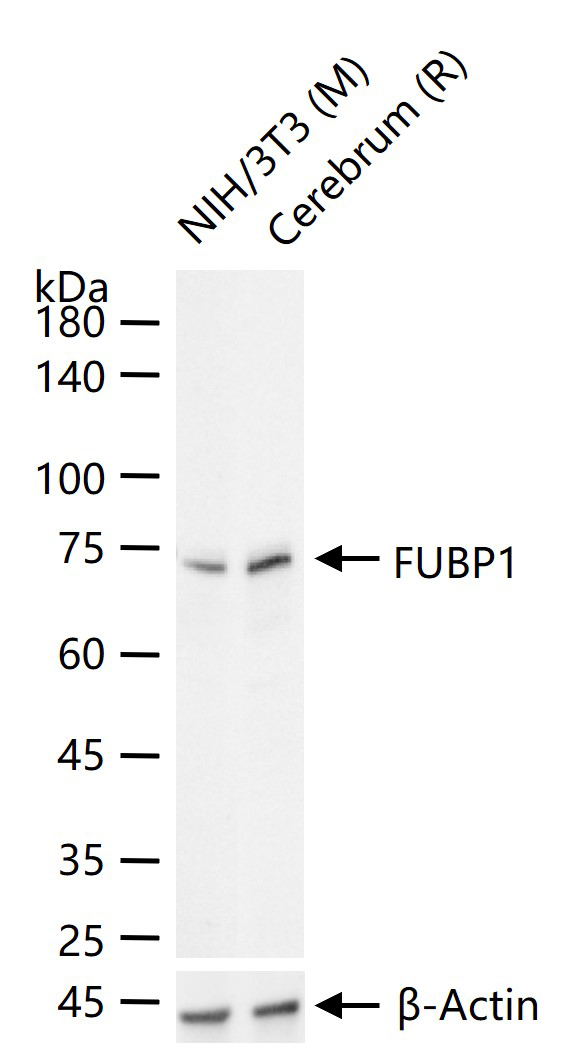 DNA解旋酶V重组兔单抗-bsm-60625R