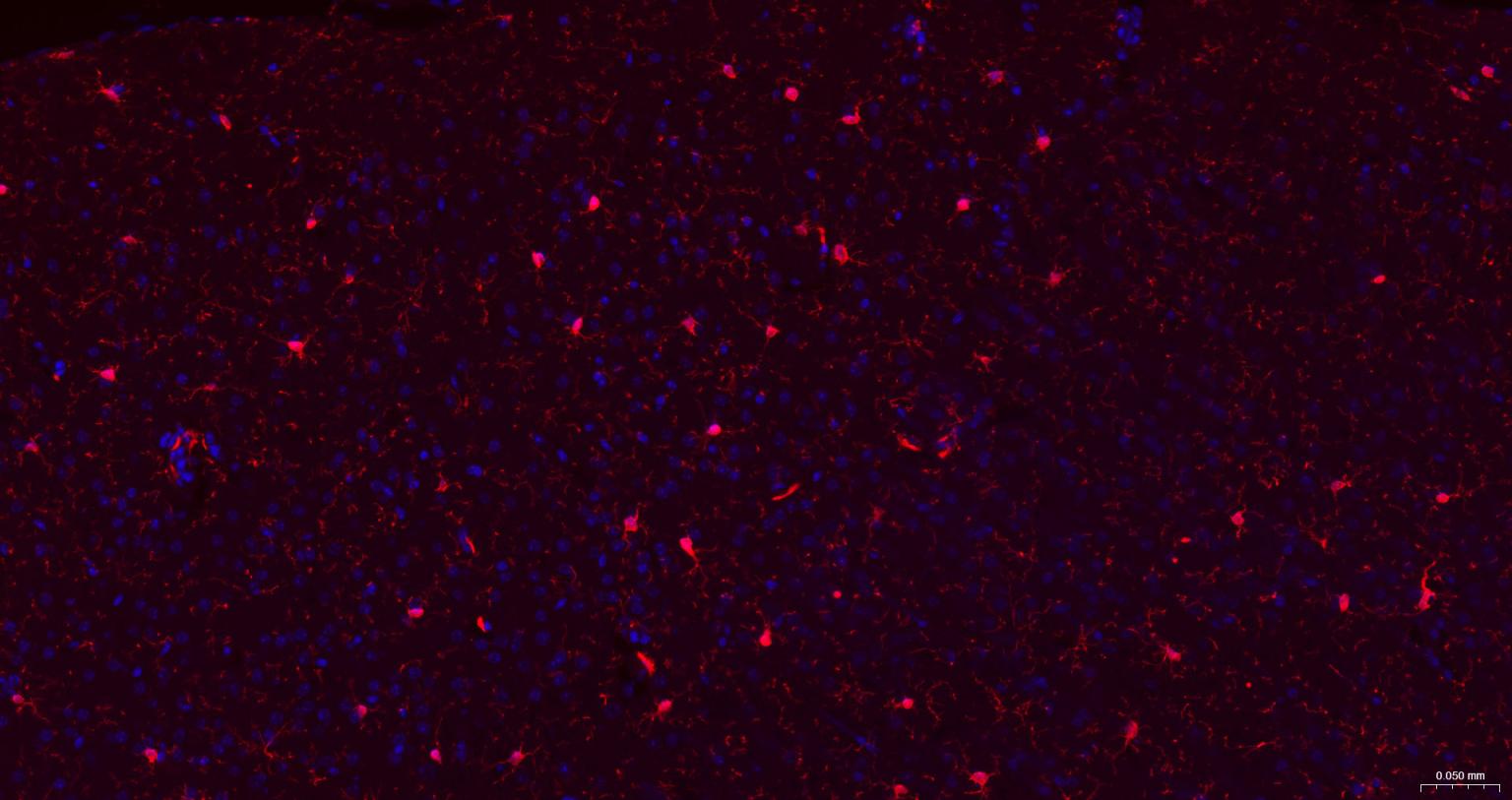 离子钙接头蛋白单克隆抗体-bsm-54132R