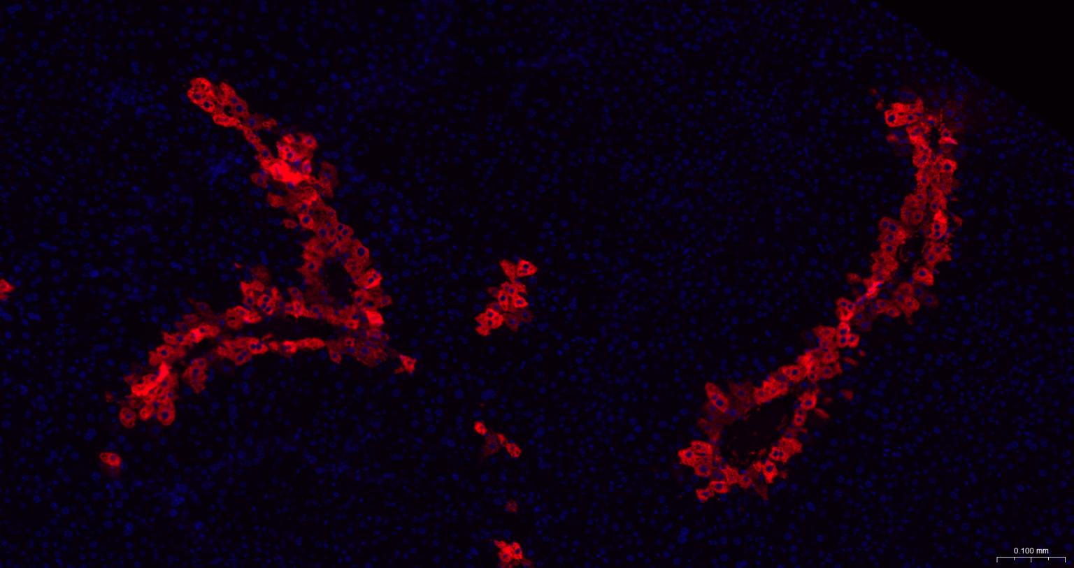 谷氨酰胺合成酶/谷氨酸氨连接酶重组兔单抗