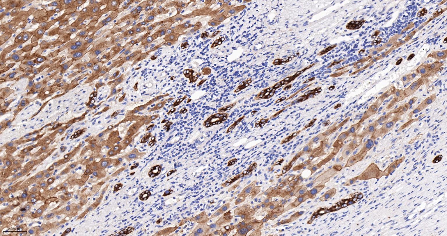 细胞角蛋白18单克隆抗体-bsm-33103M