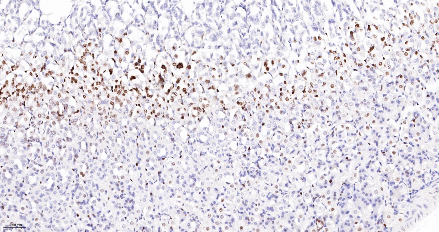 DNA解旋酶V重组兔单抗-bsm-60625R