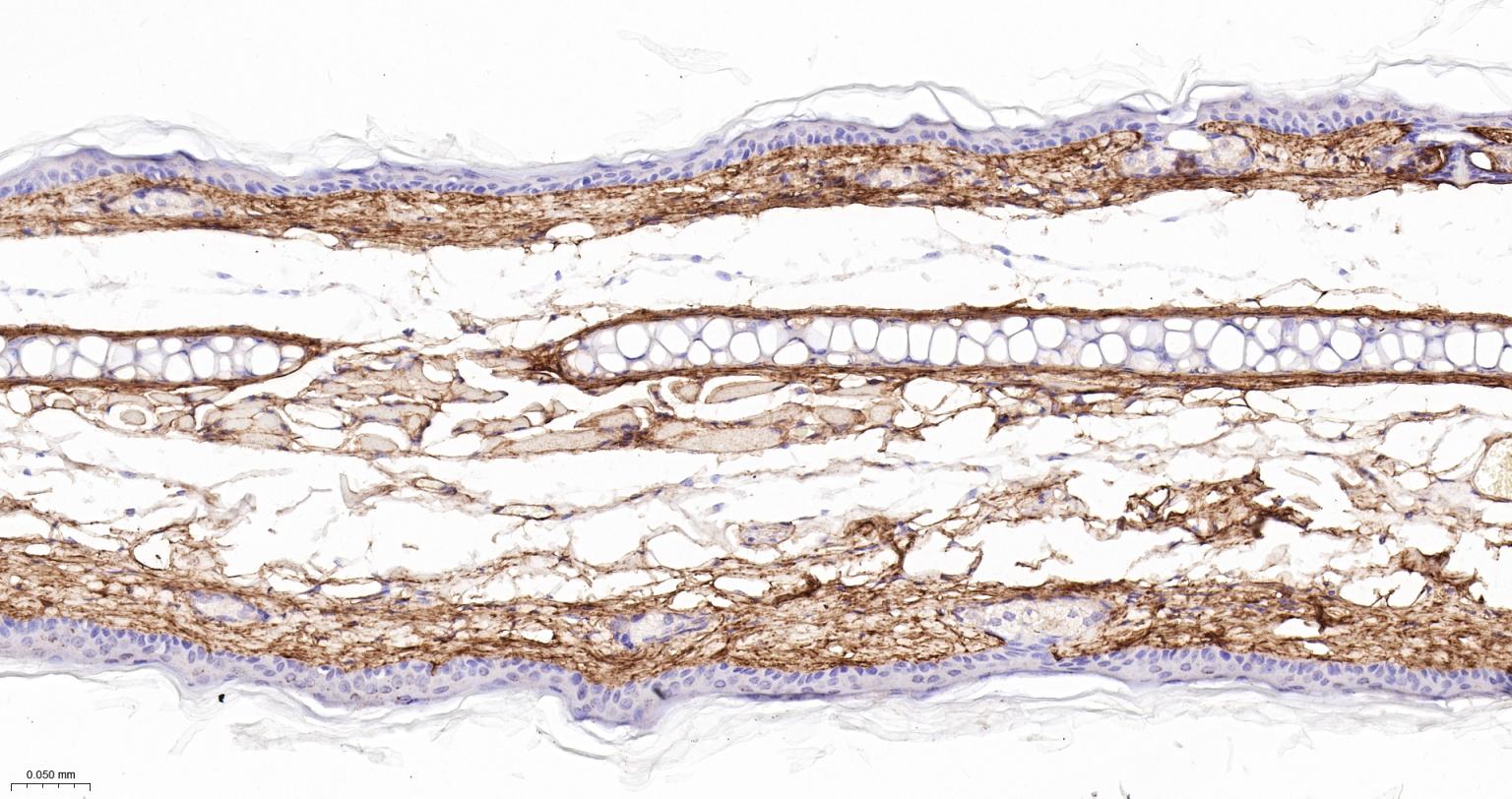 6型胶原重组兔单抗