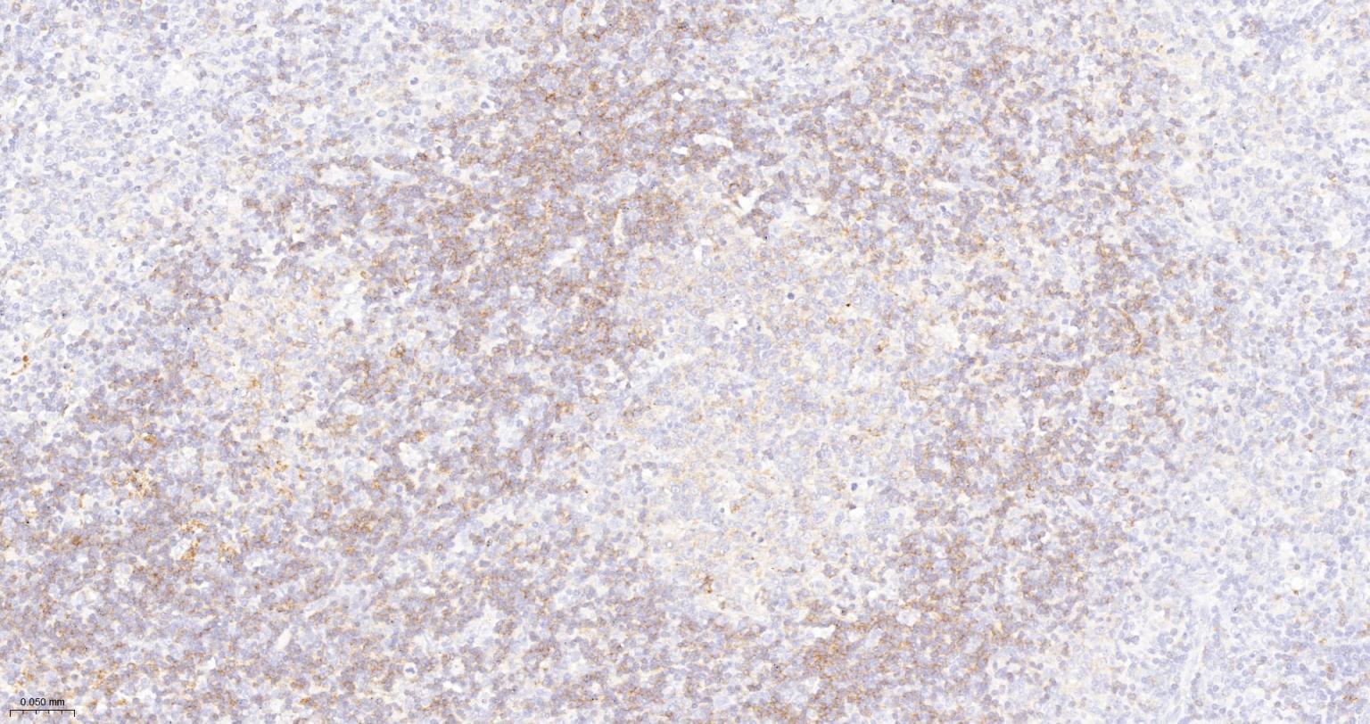 CD19重组兔单抗-bsm-60605R