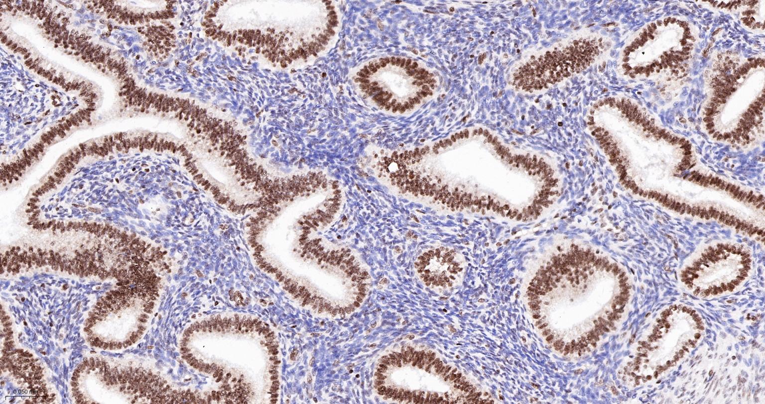 DNA解旋酶V重组兔单抗-bsm-60625R