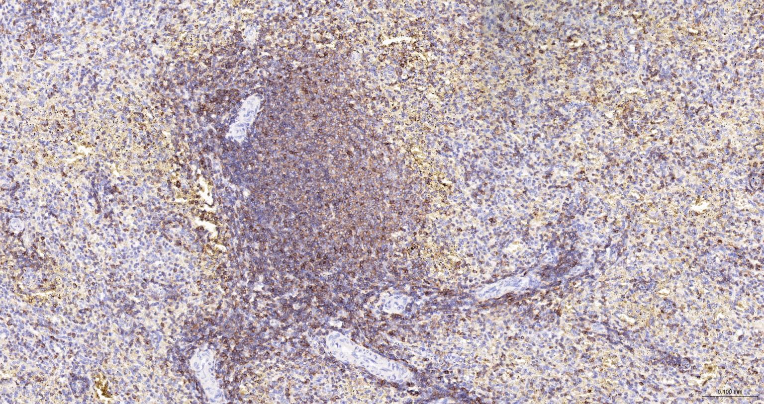 HRP标记的白细胞共同抗原CD45重组兔单抗-bsm-54757R-HRP