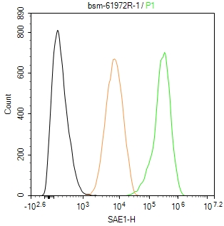泛素样蛋白SUMO1激活酶重组兔单抗-bsm-61972R