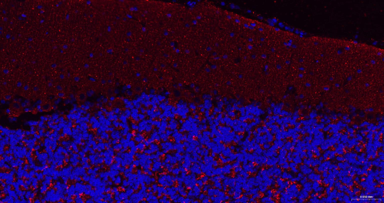 突触小泡蛋白P38重组兔单抗