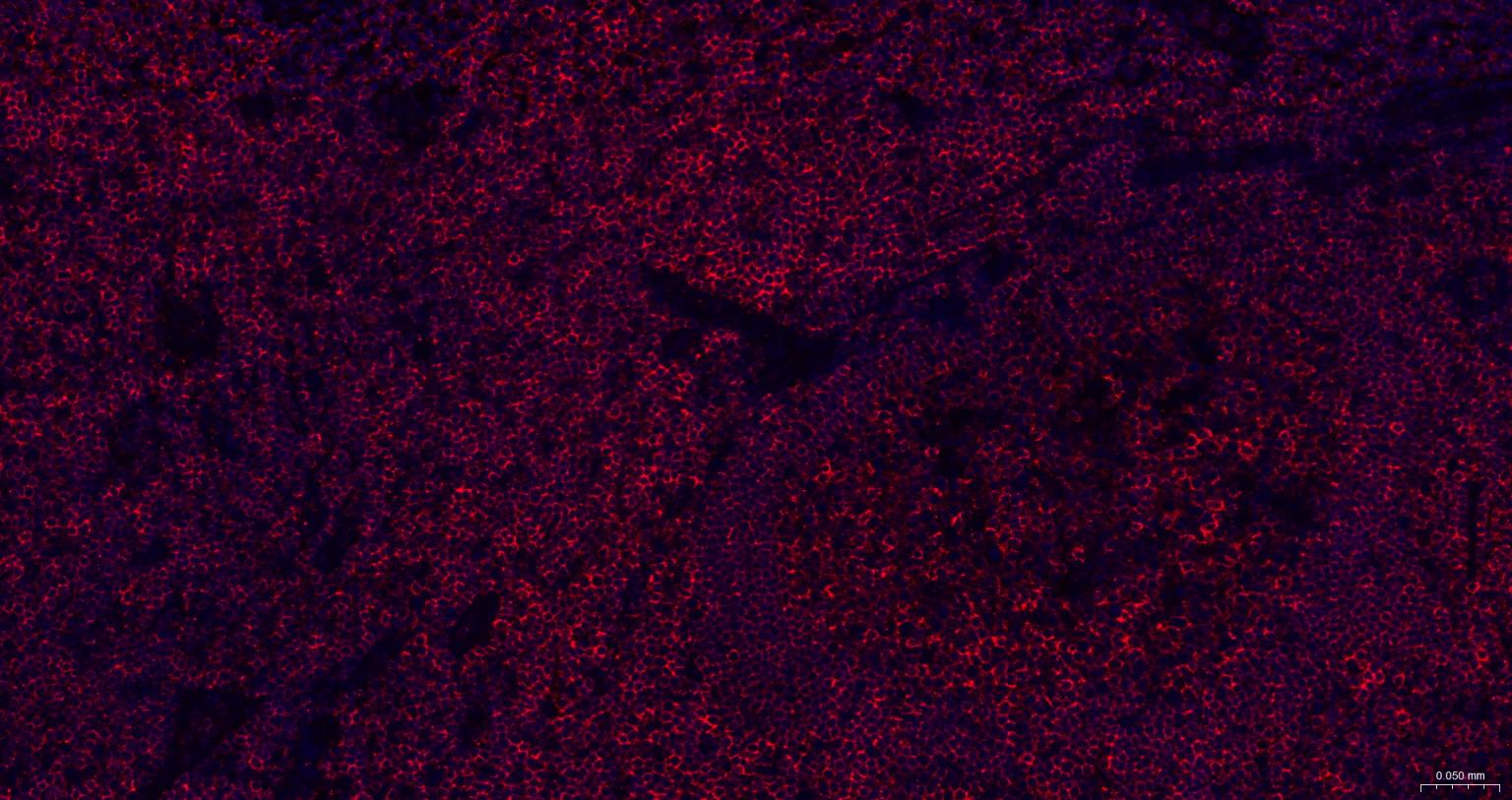 白细胞共同抗原CD45抗体-bs-0522R