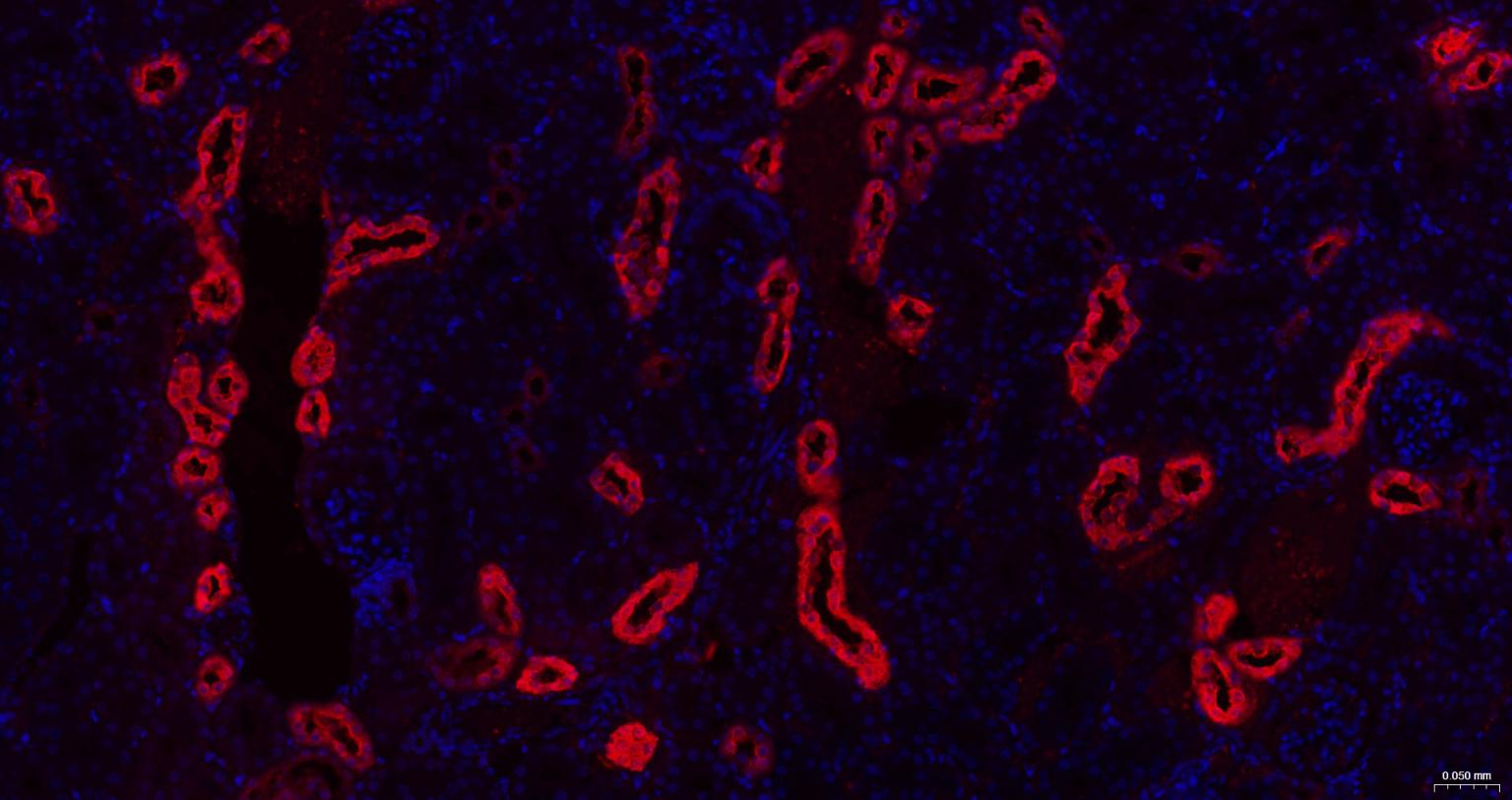 钙结合蛋白D28K重组兔单抗
