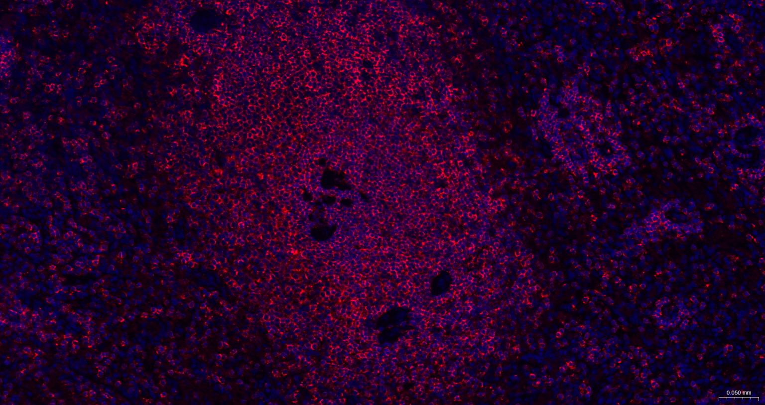 白细胞共同抗原CD45抗体-bs-0522R