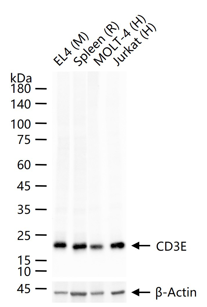 CD3/CD3-ε重组兔单抗