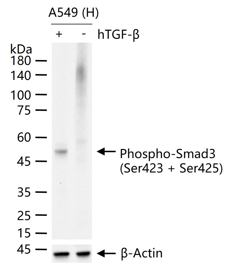 磷酸化细胞信号转导分子SMAD3重组兔单抗