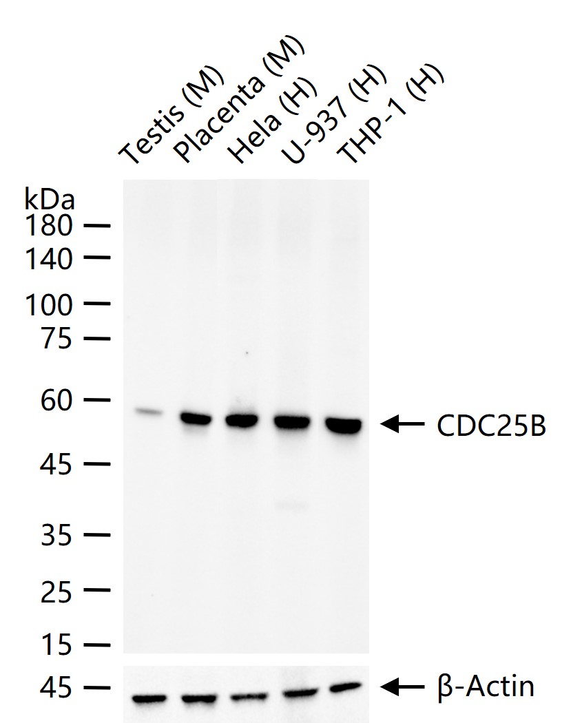 细胞分裂周期蛋白25B重组兔单抗