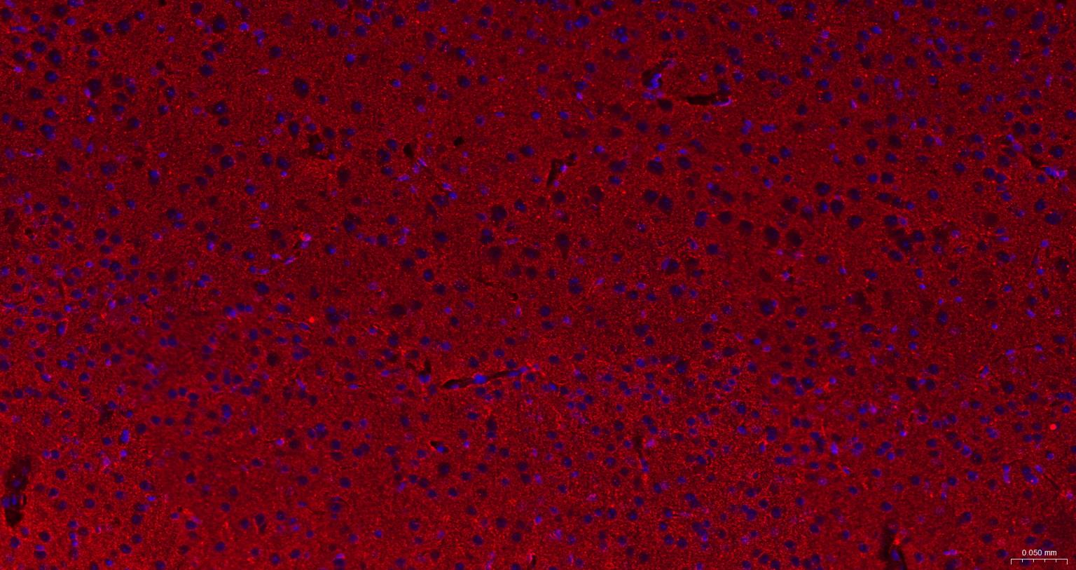Homer蛋白重组兔单抗-bsm-62742R