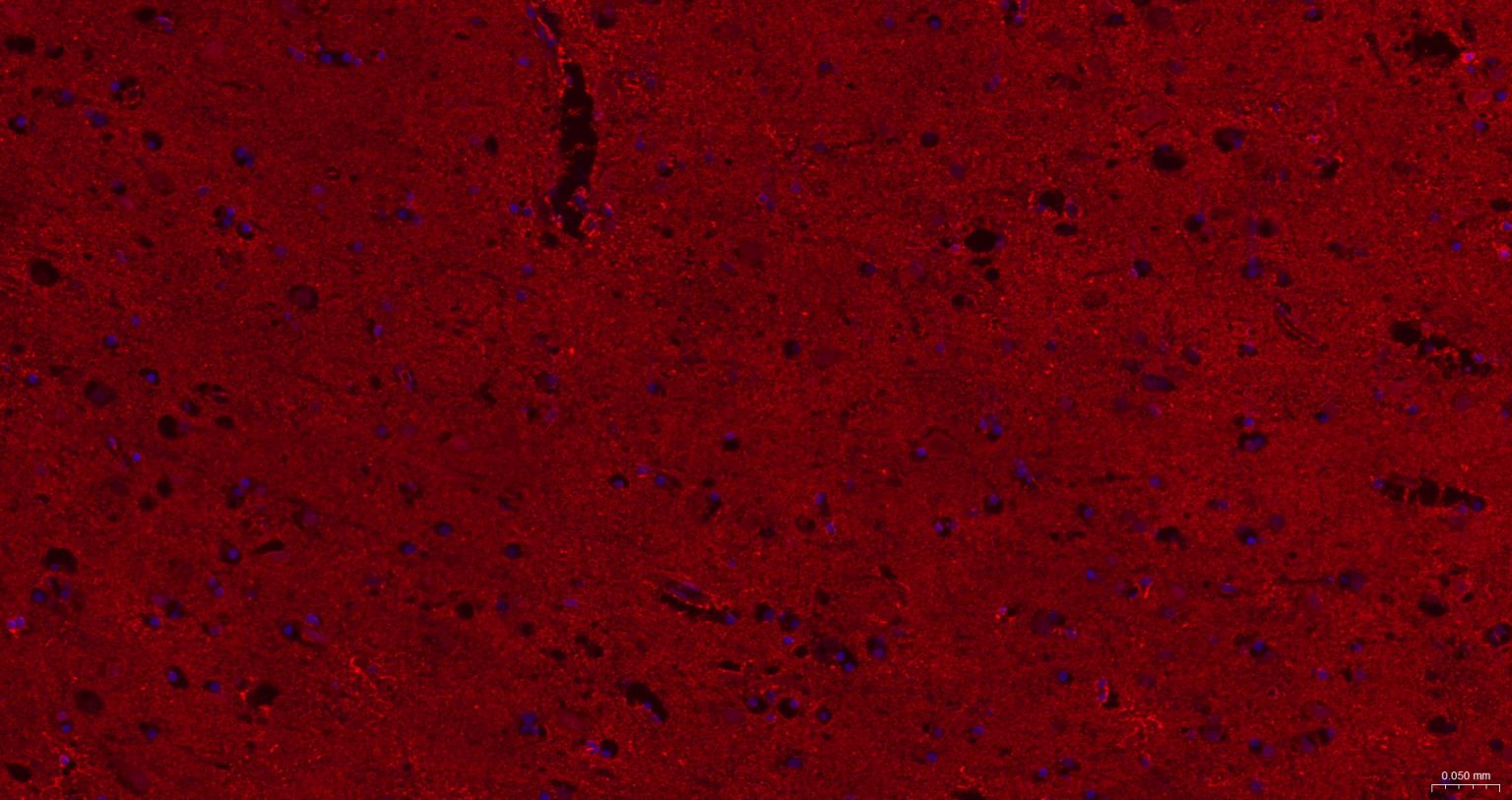 Homer蛋白重组兔单抗-bsm-62742R