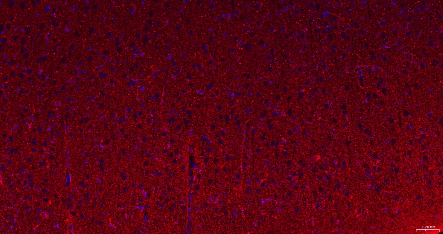 Homer蛋白重组兔单抗-bsm-62742R