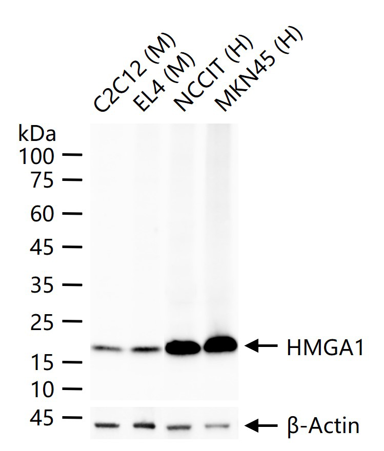 高迁移率族蛋白A1重组兔单抗