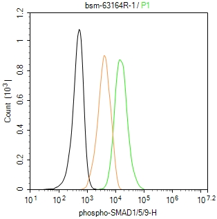 phospho-SMAD1/5/9 (S463/S465/S467) Recombinant Rabbit mAb (一抗) - WB,Flow-Cyt | Bioss