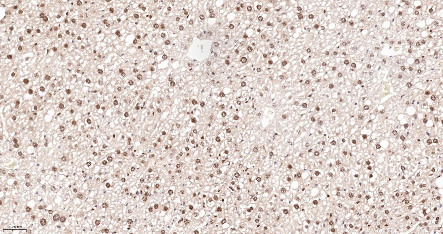 多功能DNA修复酶重组兔单抗-bsm-60707R