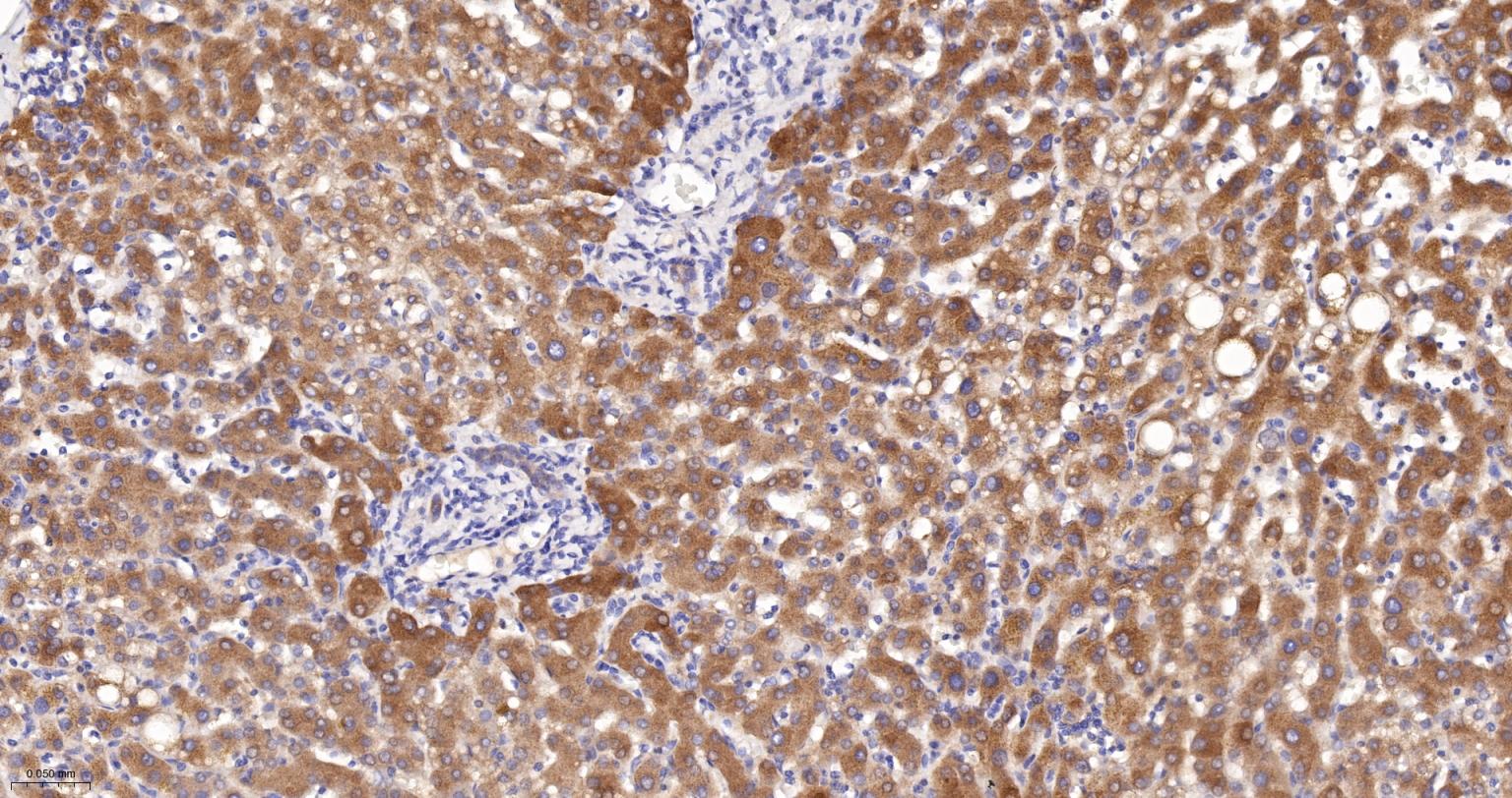 苯丙氨酸羟化酶4重组兔单抗