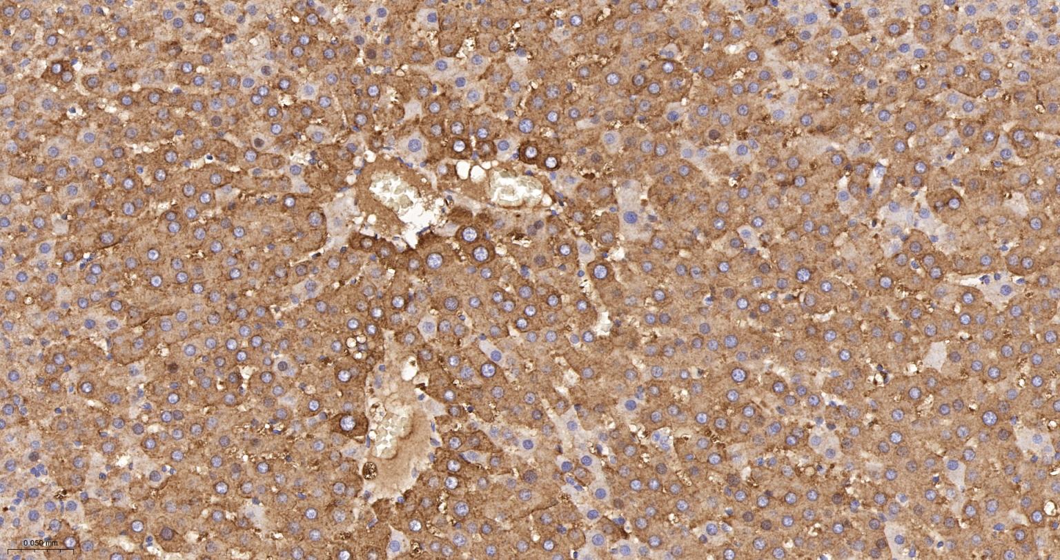 苯丙氨酸羟化酶4重组兔单抗