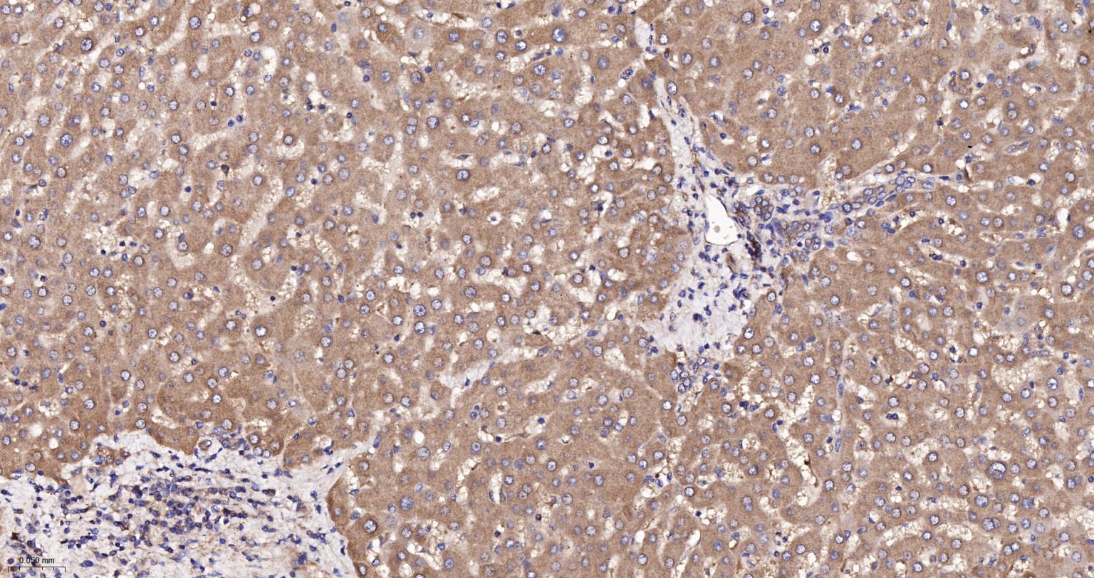 GADD153重组兔单抗