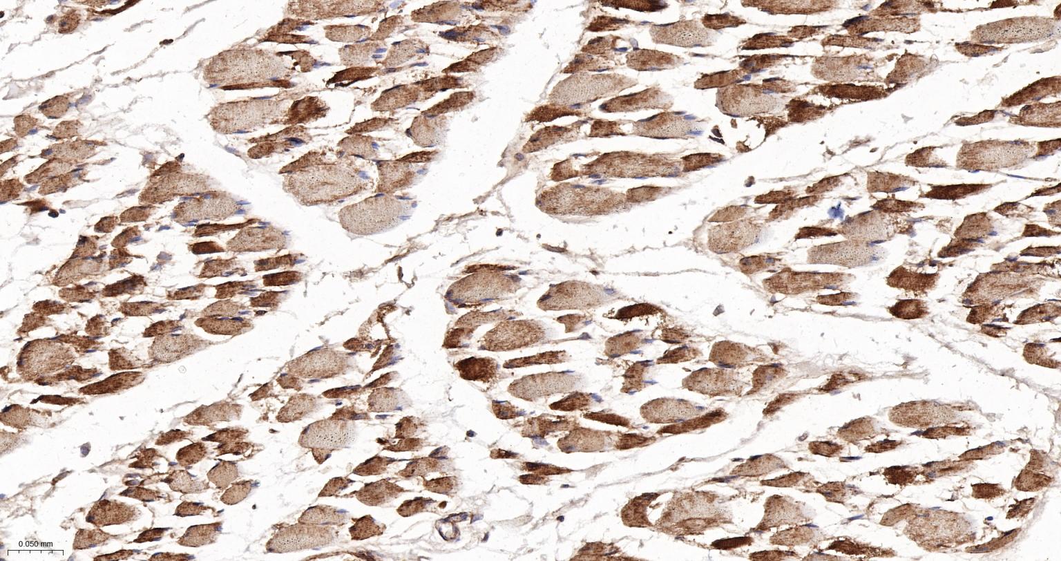 GADD153重组兔单抗