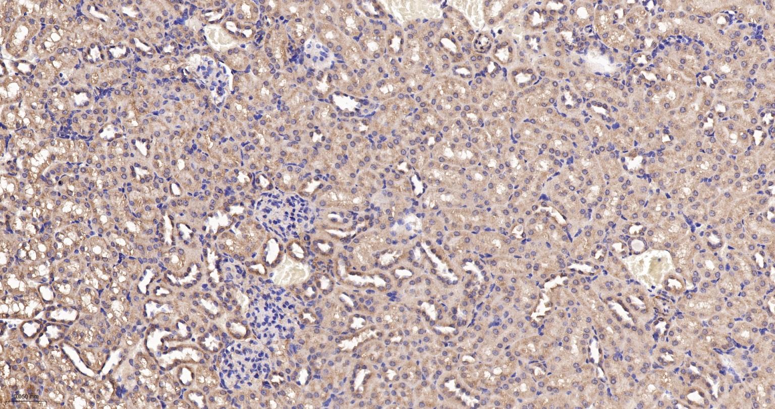 GADD153重组兔单抗