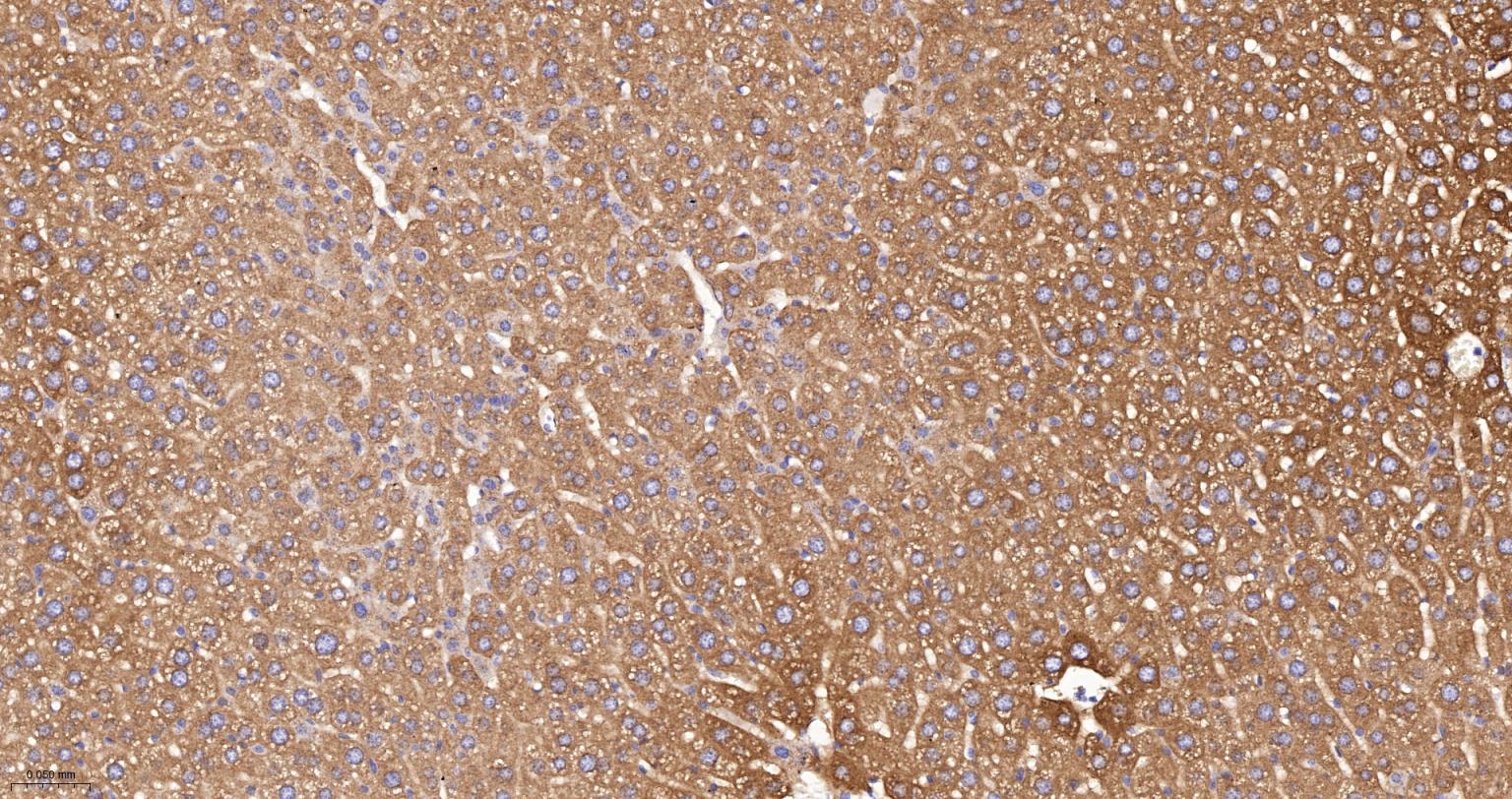 苯丙氨酸羟化酶4重组兔单抗