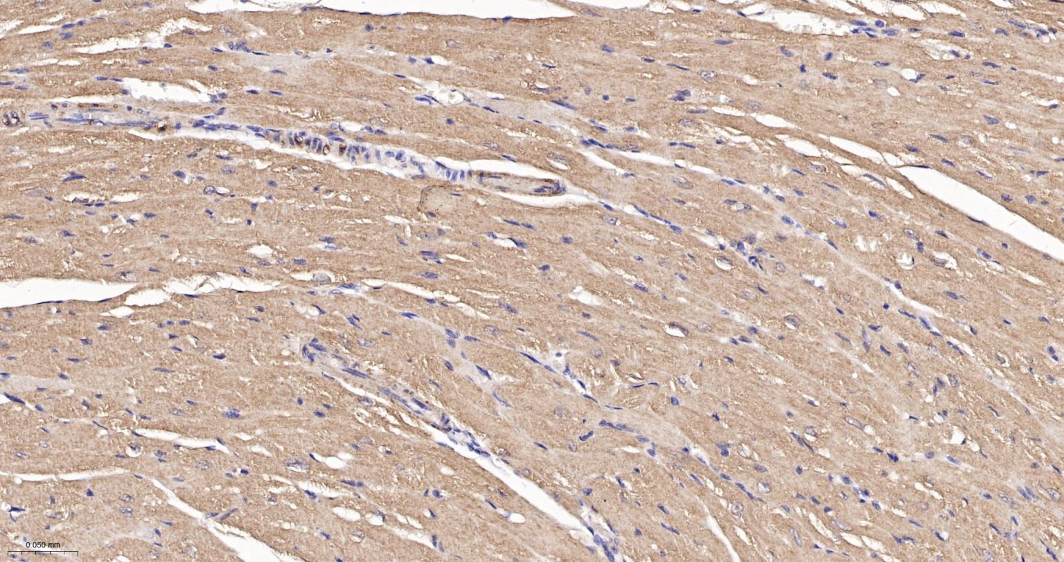 GADD153重组兔单抗