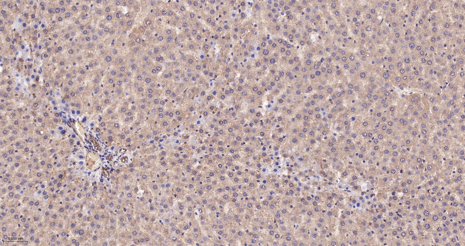 GADD153重组兔单抗