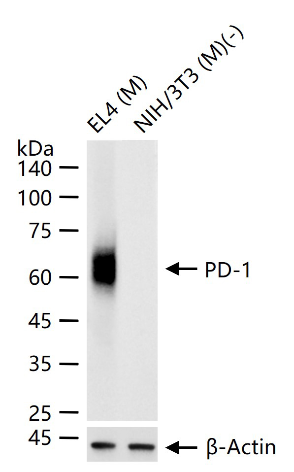 程序性死亡1(CD279)重组兔单抗