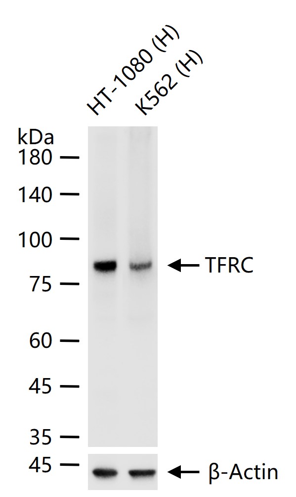 TFRC Rabbit pAb (一抗) - WB,IHC-P,IHC-F,IF | Bioss