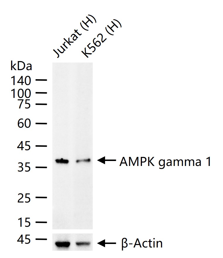 腺苷酸活化蛋白激酶γ1重组兔单抗-bsm-61306R