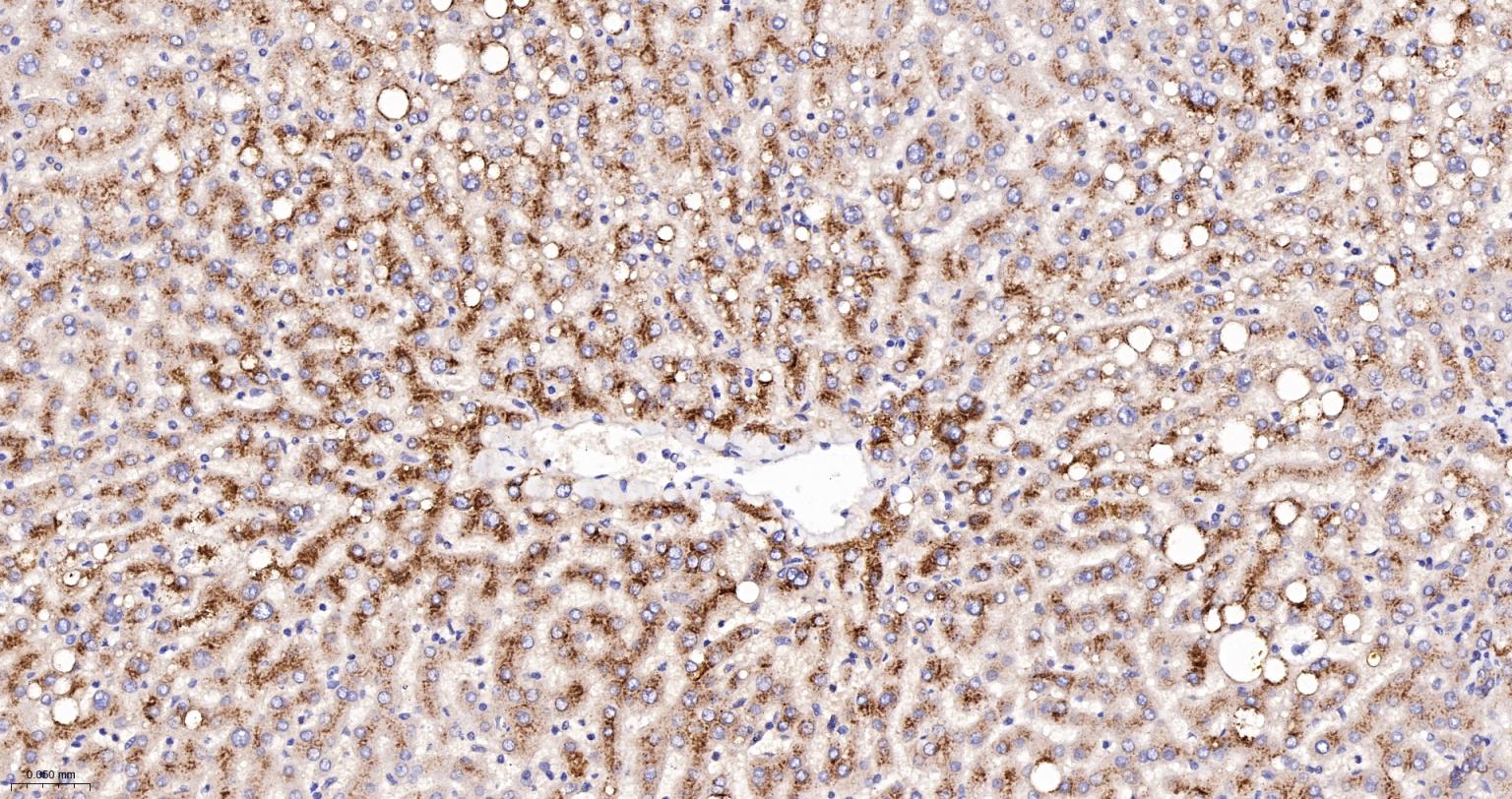 溶酶体相关膜蛋白2（CD107B）重组兔单抗