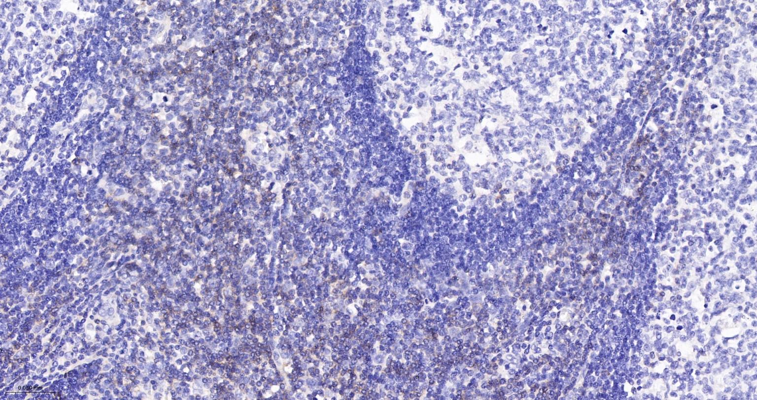 CD3G重组兔单抗-bsm-60390R