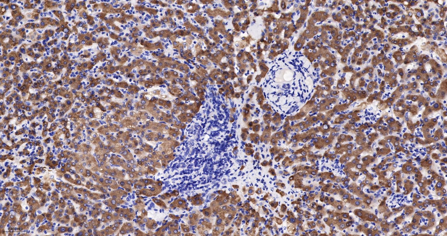 细胞色素P450 2D6重组兔单抗-bsm-61641R