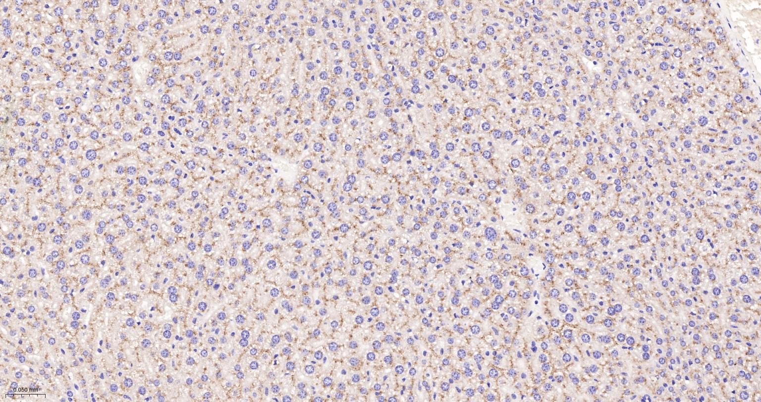 溶酶体相关膜蛋白2（CD107B）重组兔单抗