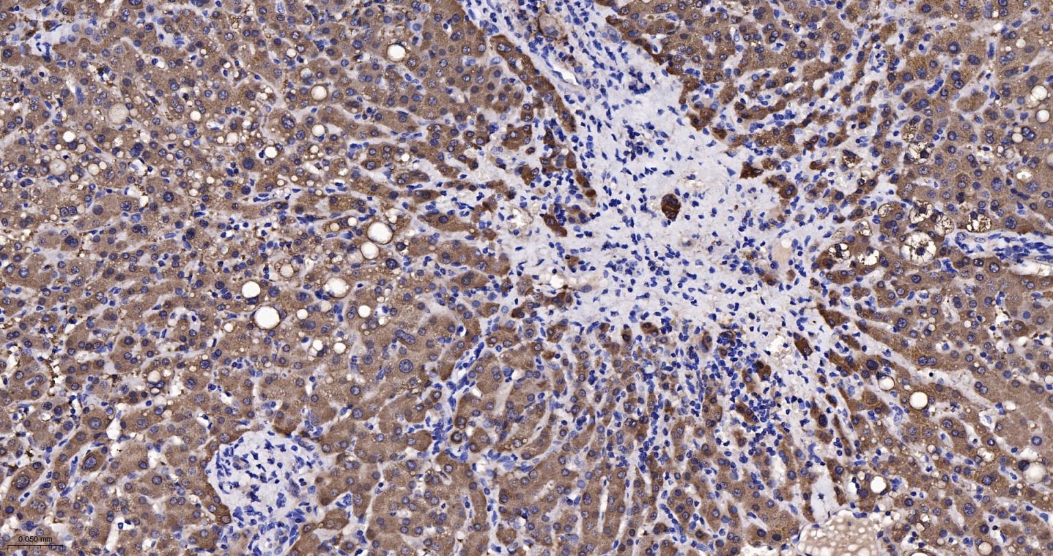 果糖1，6-二磷酸酯酶重组兔单抗