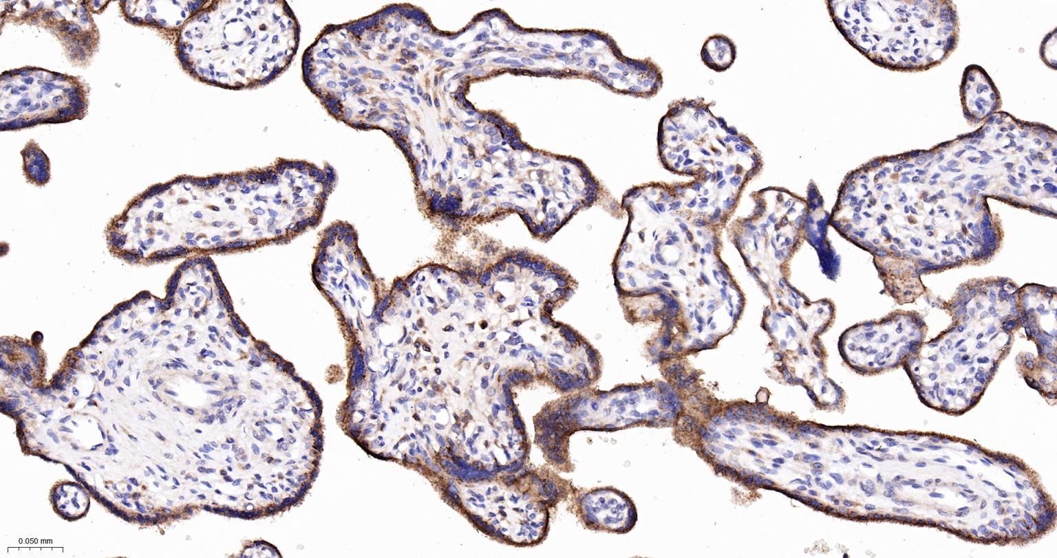 溶酶体相关膜蛋白2（CD107B）重组兔单抗