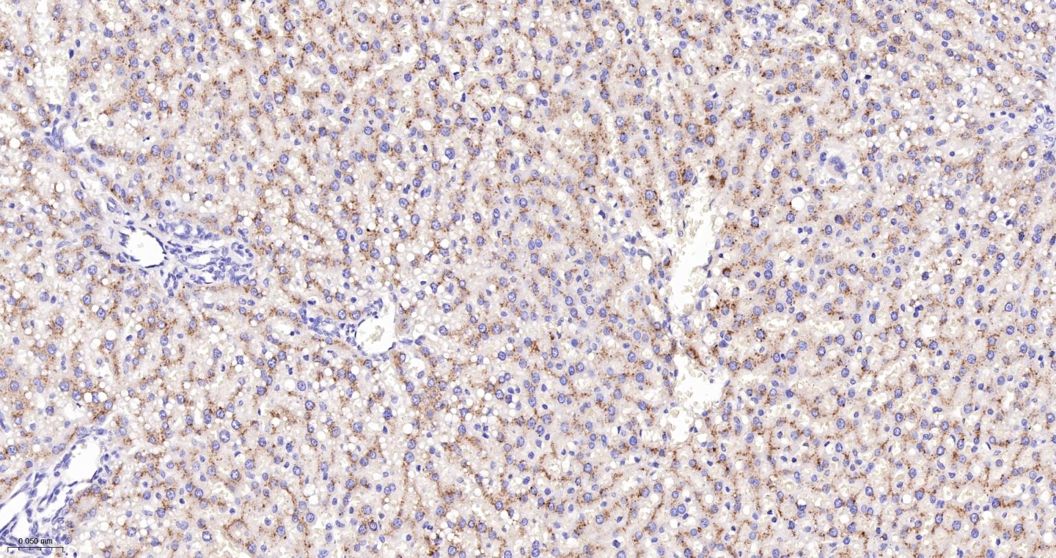 溶酶体相关膜蛋白2（CD107B）重组兔单抗