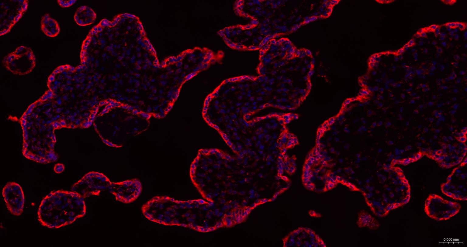 列腺素E2受体2重组兔单抗