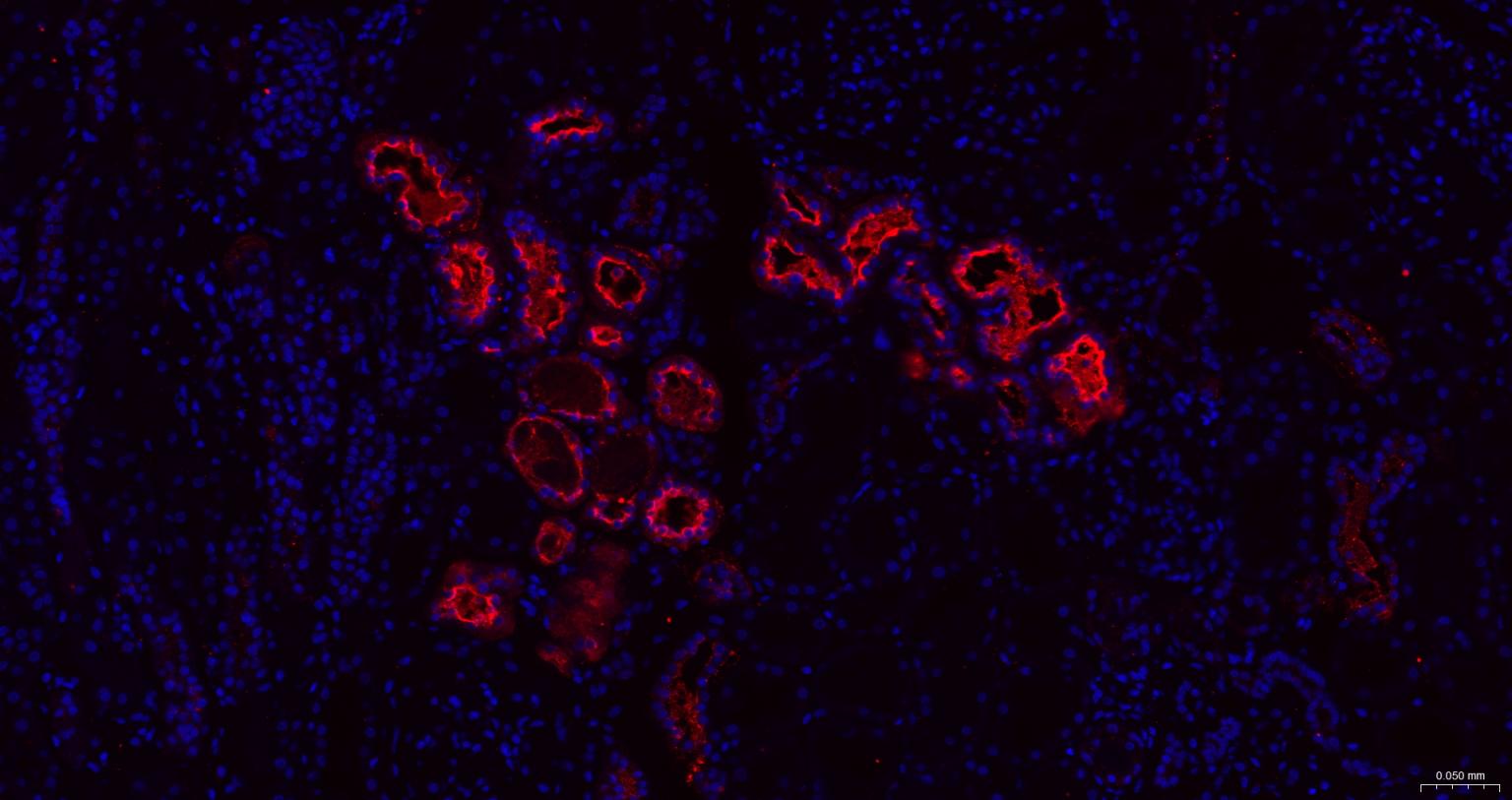 粘蛋白-1单克隆抗体-bsm-41730M