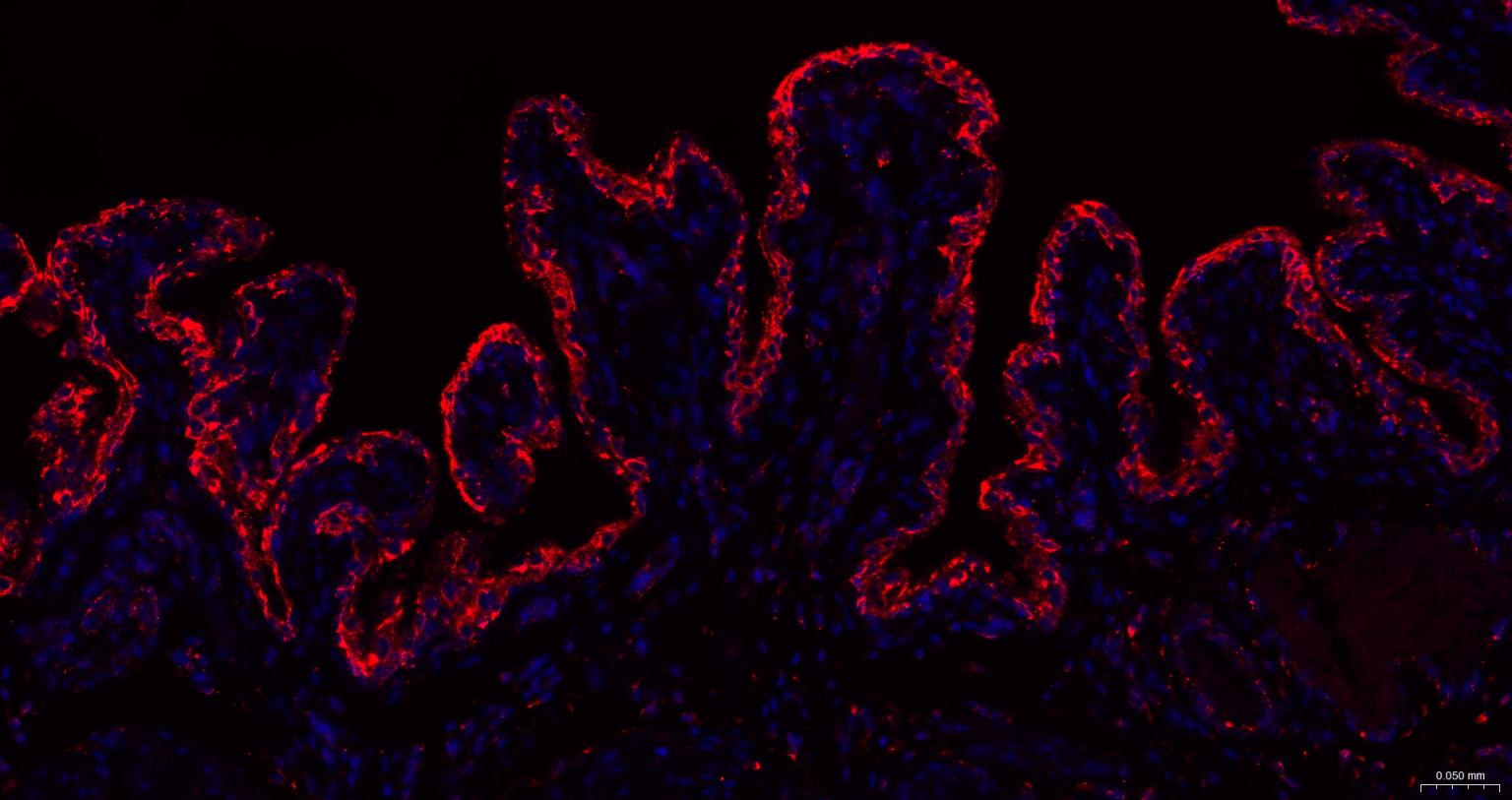 列腺素E2受体2重组兔单抗
