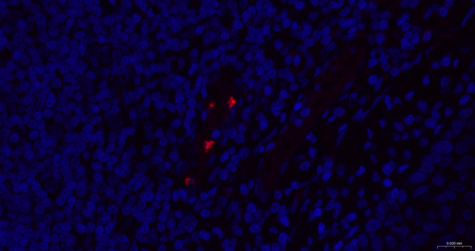颗粒酶B单克隆抗体-bsm-34135M