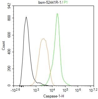 天冬氨酸-胱氨酸特异性蛋白酶家族1 重组兔单抗
