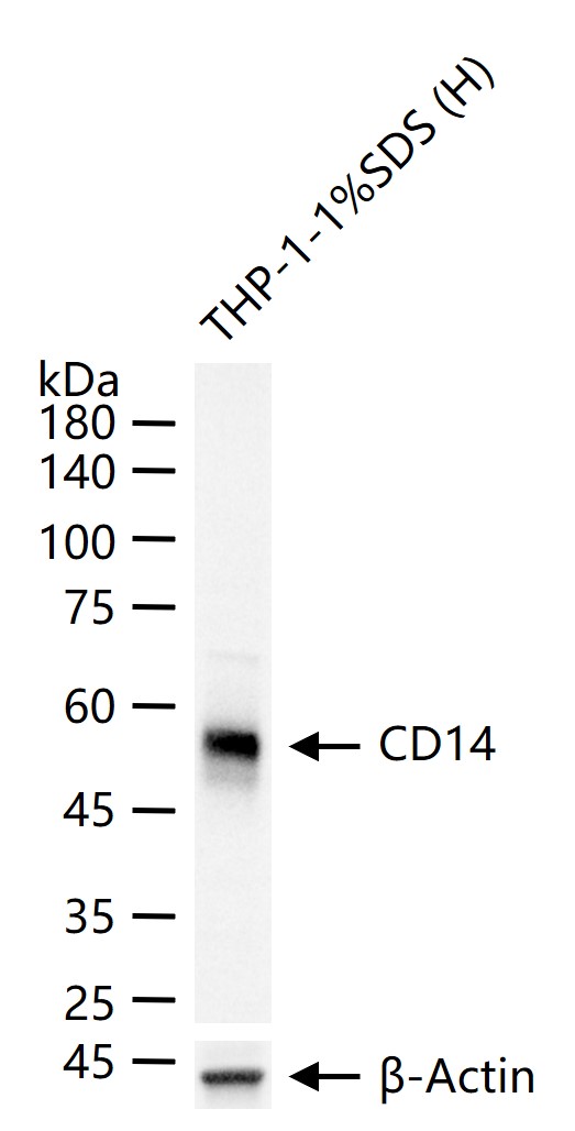 内毒素受体抗体-bs-1192R