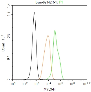 肌球蛋白调节多肽9重组兔单抗