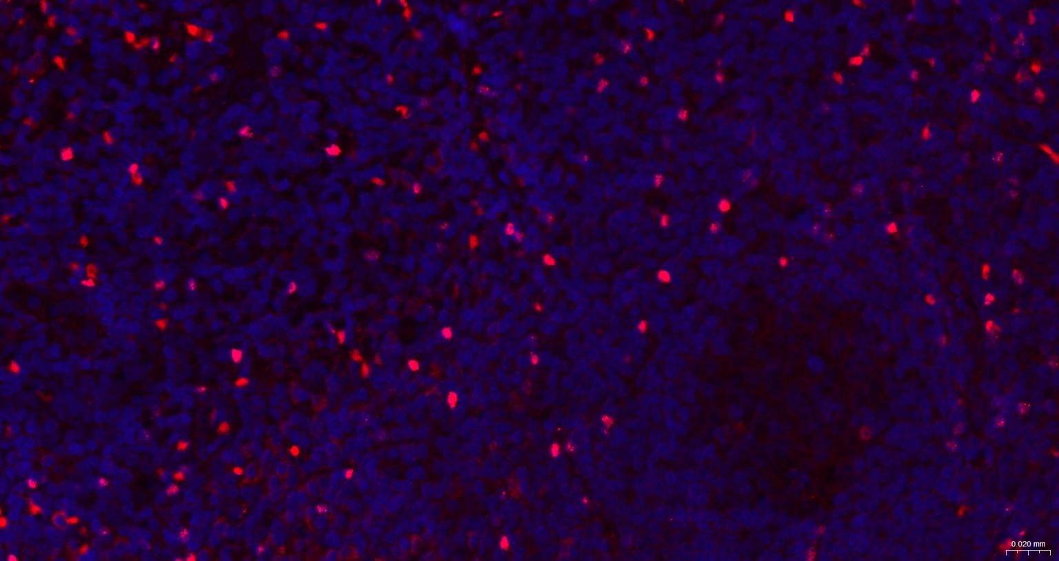 叉头蛋白P3重组兔单抗